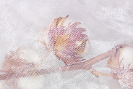 Cotton plant flower branch on white fabric surface. Textile backgroundの写真素材