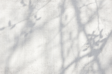 Shadows from branches on a white wall.の写真素材
