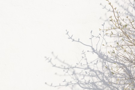 Shadows from branches on a white wall.の写真素材