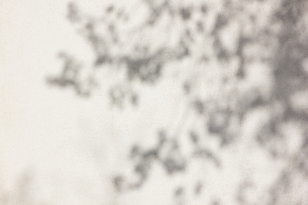 trees branch and leaf with shadow on a white concrete wall. Leaf pattern. Blurred background.の写真素材