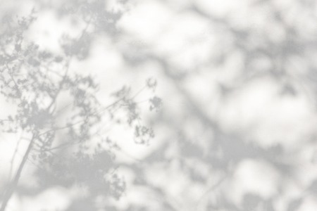 trees branch and leaf with shadow on a white concrete wall. Leaf pattern. Blurred background.の写真素材