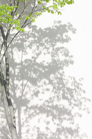 shadow of a tree with a leafy crown on the wall. Leaf pattern. Blurred background.の写真素材