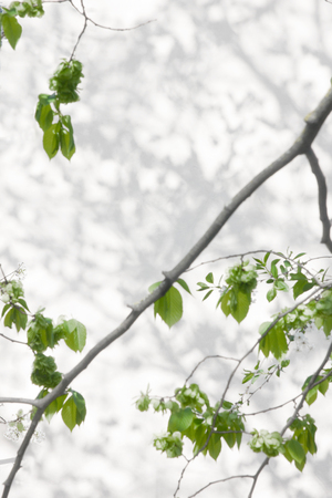 tree branch and leaf with shadow on a white concrete wall . Leaf pattern. Blurred background.の写真素材