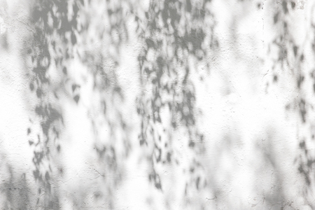 trees branch and leaf with shadow on a white concrete wall. Leaf pattern. Blurred background.の写真素材