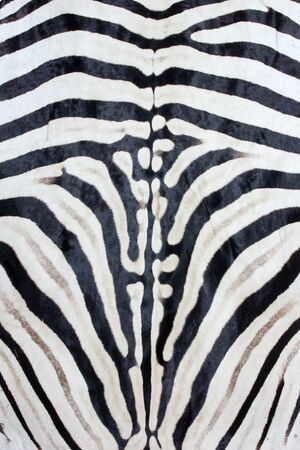 Plains zebra print, natural Zebra background black whiteの写真素材