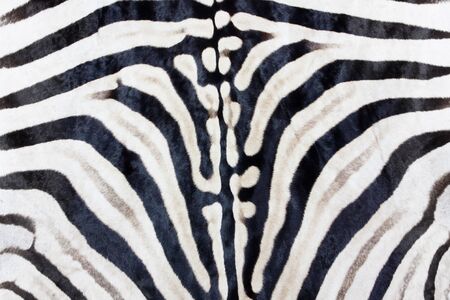 Plains zebra print, natural Zebra background black whiteの写真素材