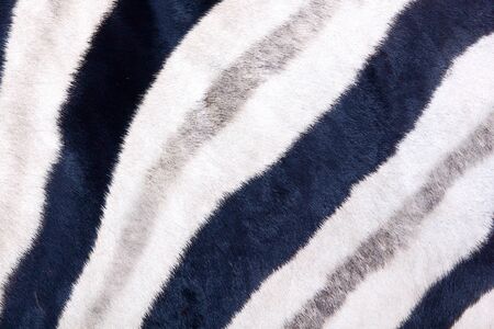 Zebra skin texture pattern close-up, background black whiteの写真素材