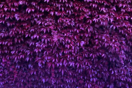 Creative purple leaves of the grape tree, ultraviolet colors, backgroundの写真素材