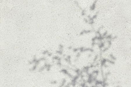 Shadow Of Leaves Reflected On The White Wallの写真素材