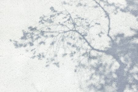 Shadow Of Leaves Reflected On The White Wallの写真素材