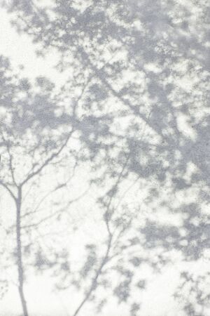 Shadow Of Leaves Reflected On The White Wallの写真素材
