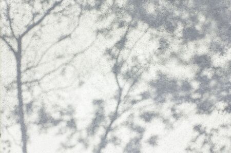 Gray shadow of natural leaves tree and tree trunk falling on white concrete wall for background design and wallpaperの写真素材