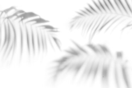 Shadows from palm trees on a white wallの写真素材