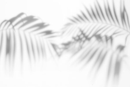 Shadows from palm trees on a white wallの写真素材