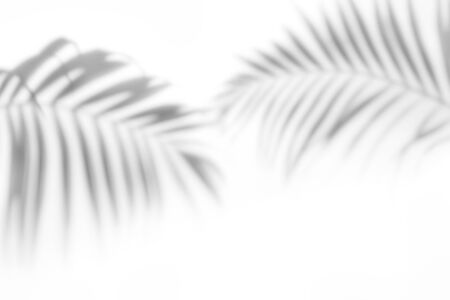 Shadows from palm trees on a white wallの写真素材