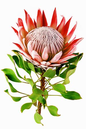 Red protea, isolated on white background protea plant for background isolated on whiteの写真素材