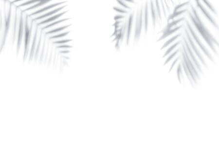 Shadows from palm trees on a white wallの写真素材