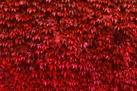 Creeping Red ivy leaves growing on the wall in autumnの写真素材