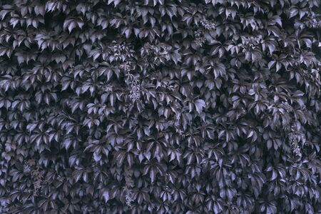 Dark Black leaves background, wild vine, trendsの写真素材