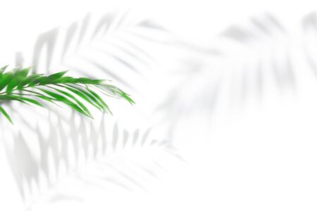 Shadows from palm trees on a white wallの写真素材