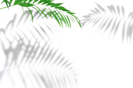 Shadows from palm trees on a white wallの写真素材