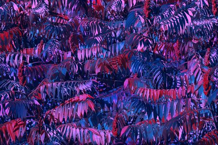Tropical leaf forest glow in the black light background. High contrast.の写真素材