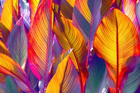 background of colorful leaves illuminated by the sunの写真素材