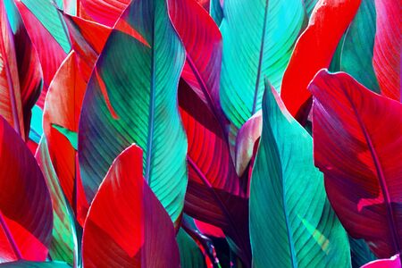 background of red and green leaves lit by the sunの写真素材