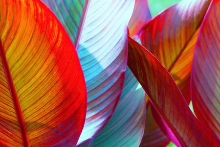 background, colorful, leaves, illuminated, by, sun, large shot, macroの写真素材