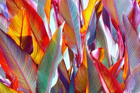 background, colorful, leaves, illuminated, by, sun, large shotの写真素材