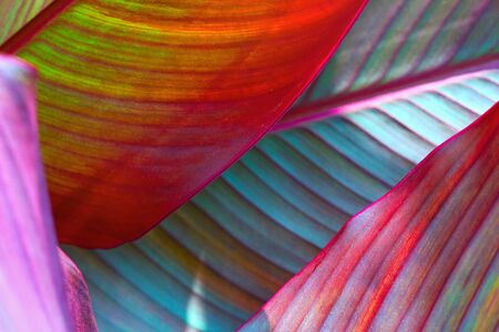 red, violet and yellow large leaf, tropics. Floral background, large shot macroの写真素材