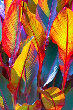red, violet and yellow large leaf, tropics. Floral backgroundの写真素材