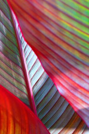 red, violet and yellow large leaf, tropics. Floral background, large shot macroの写真素材