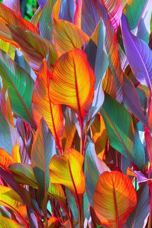 red, violet and yellow large leaf, tropics. Floral backgroundの写真素材