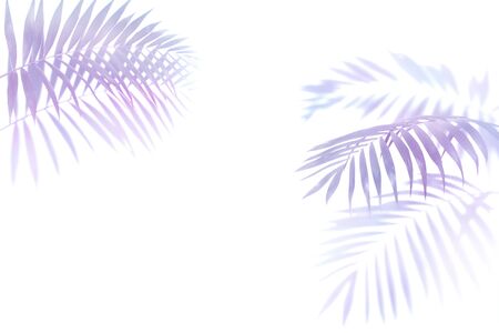 purple, burgundy palm leaves on a white background, single elements isolated on white background, exotic plantsの写真素材