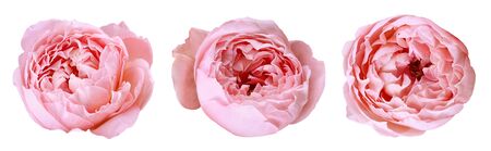 three peony rose buds isolated on white backgroundの写真素材
