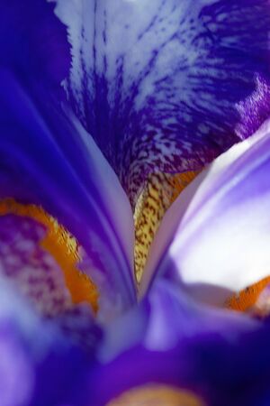 the core of a blue iris flower shot as a backgroundの写真素材