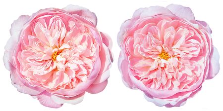 two peony rose buds isolated on white backgroundの写真素材