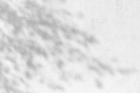 Shadow Of Leaves Reflected On The White Wallの写真素材