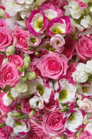 Background of pink roses and eustomas. Beautiful fresh blossoming flower bed of pink roses and Eustoma Lisianthusの写真素材