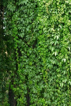 Wild grapes. Green leaves of ivy. Wild grapes. Wild grape leaves twined tree trunks.の写真素材