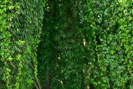 Wild grapes. Green leaves of ivy. Wild grapes. Wild grape leaves twined tree trunks.の写真素材