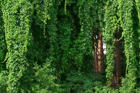 Wild grapes. Green leaves of ivy. Wild grapes. Wild grape leaves twined tree trunks.の写真素材