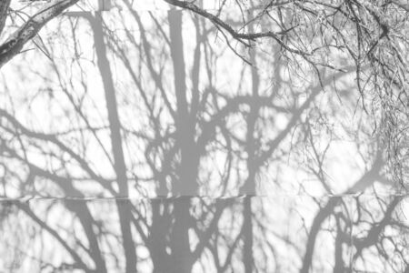 Sunlight and shadows on the wall from the branches of treesの写真素材