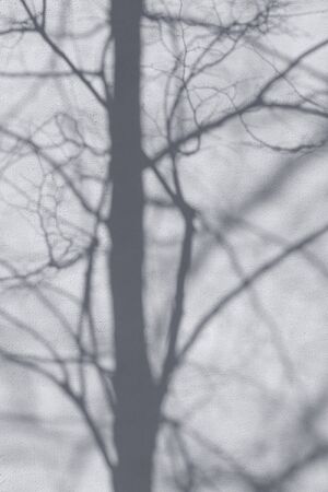 Tree shadow background on white concrete wall texture with light bokeh, black and white, monochrome, nature shadows pattern on wallの写真素材