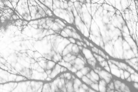 Tree shadow background on white concrete wall texture with light bokeh, black and white, monochrome, nature shadows pattern on wallの写真素材