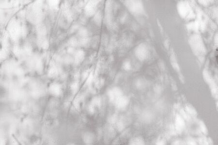 Gray shadows tree branches on a white wall.の写真素材
