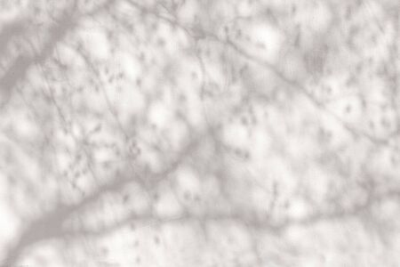 Gray shadows tree branches on a white wall.の写真素材