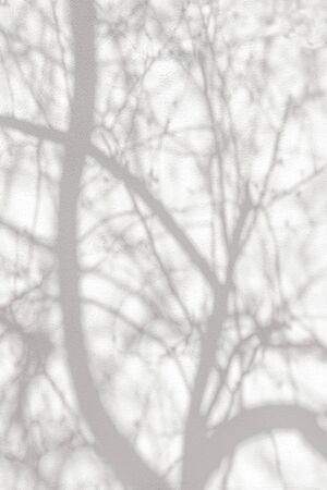 Gray shadows tree branches on a white wall.の写真素材