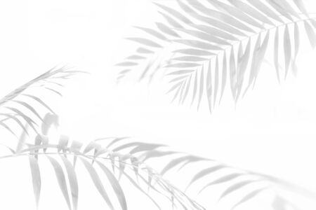 Shadows from palm trees on a white wallの写真素材